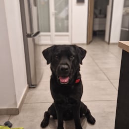 Rex profile
