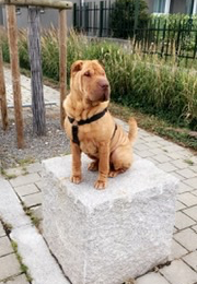 Némésis profile