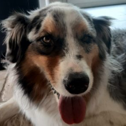 Lewis profile
