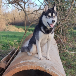 Tyka profile