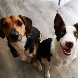 Fastoche et peanut profile