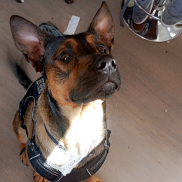 Vasko profile