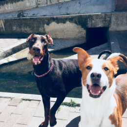 Llago et tayson  profile