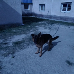 Rex profile