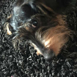Roumyanka profile