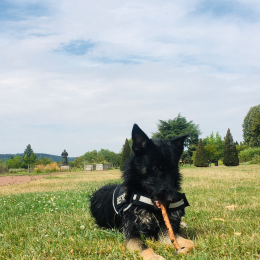 Kurama profile