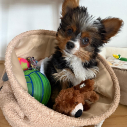 Milo profile