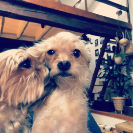 Kitty et java profile