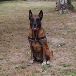 Tyson profile
