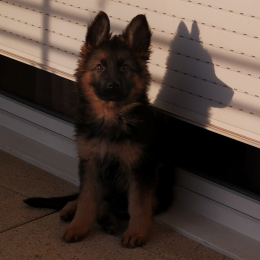 Tayson profile