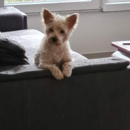 Ellie profile