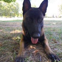 Malko profile