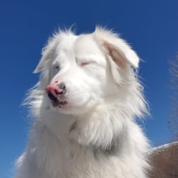 Isy profile