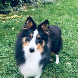 Laska profile