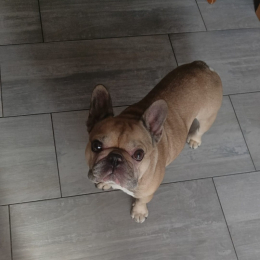 Tyson profile