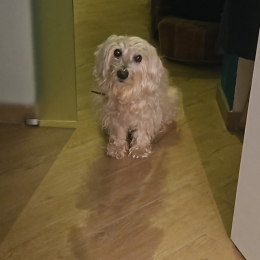 Oscar profile