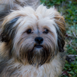 Twix profile