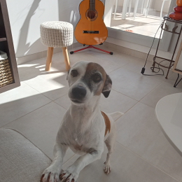 Joya profile