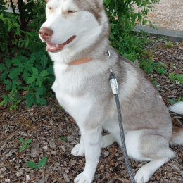 Vaia profile