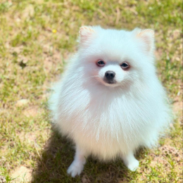 Toby profile