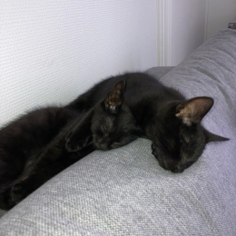 Theo profile