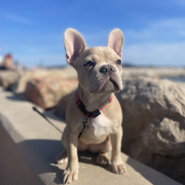 Avina profile