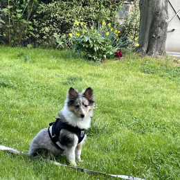 Doggo profile