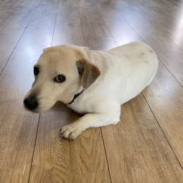 Dexter profile