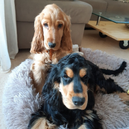 Stuart et scotch profile