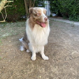 Pumba profile