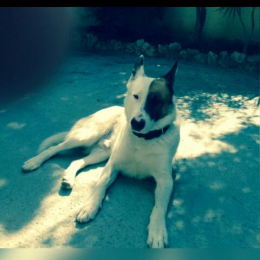 Boyka profile