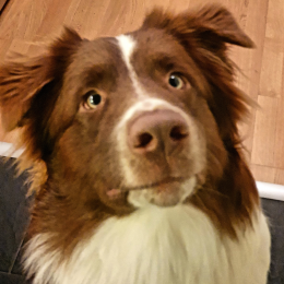 Major profile