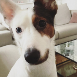 Harper profile