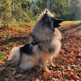 Lou profile
