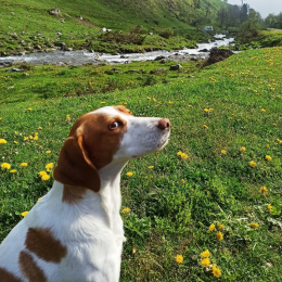 Snoop profile