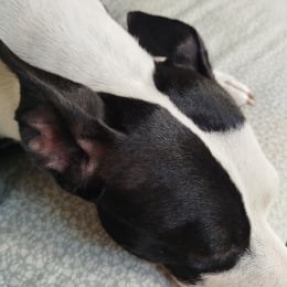 Clea profile