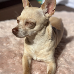 Guirassy profile