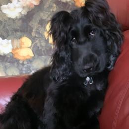Sophie profile