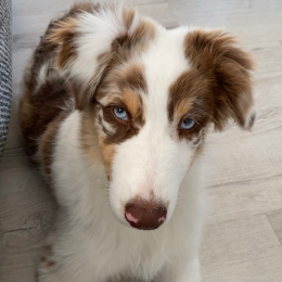 Pyla profile