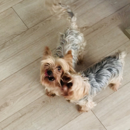 Frimousse et elo profile