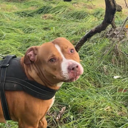 Nala profile