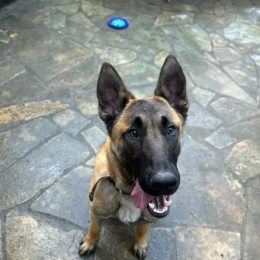 Simba profile