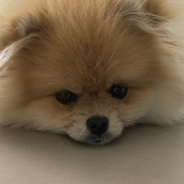 Timi profile
