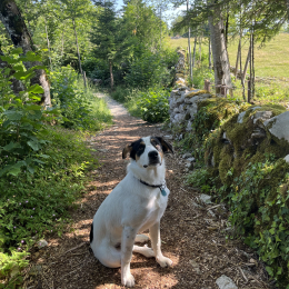 Valko profile