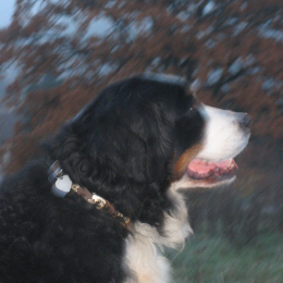 Urfée profile
