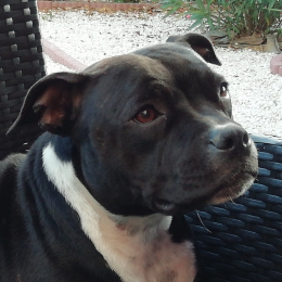 Orya  profile