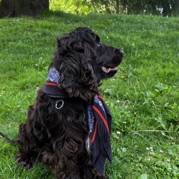 Ulysse profile
