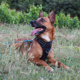 Nolla profile