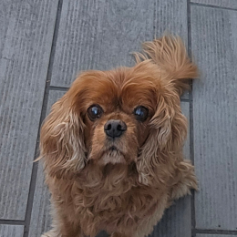 Gessye profile