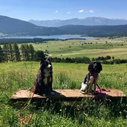 Naline & arya profile